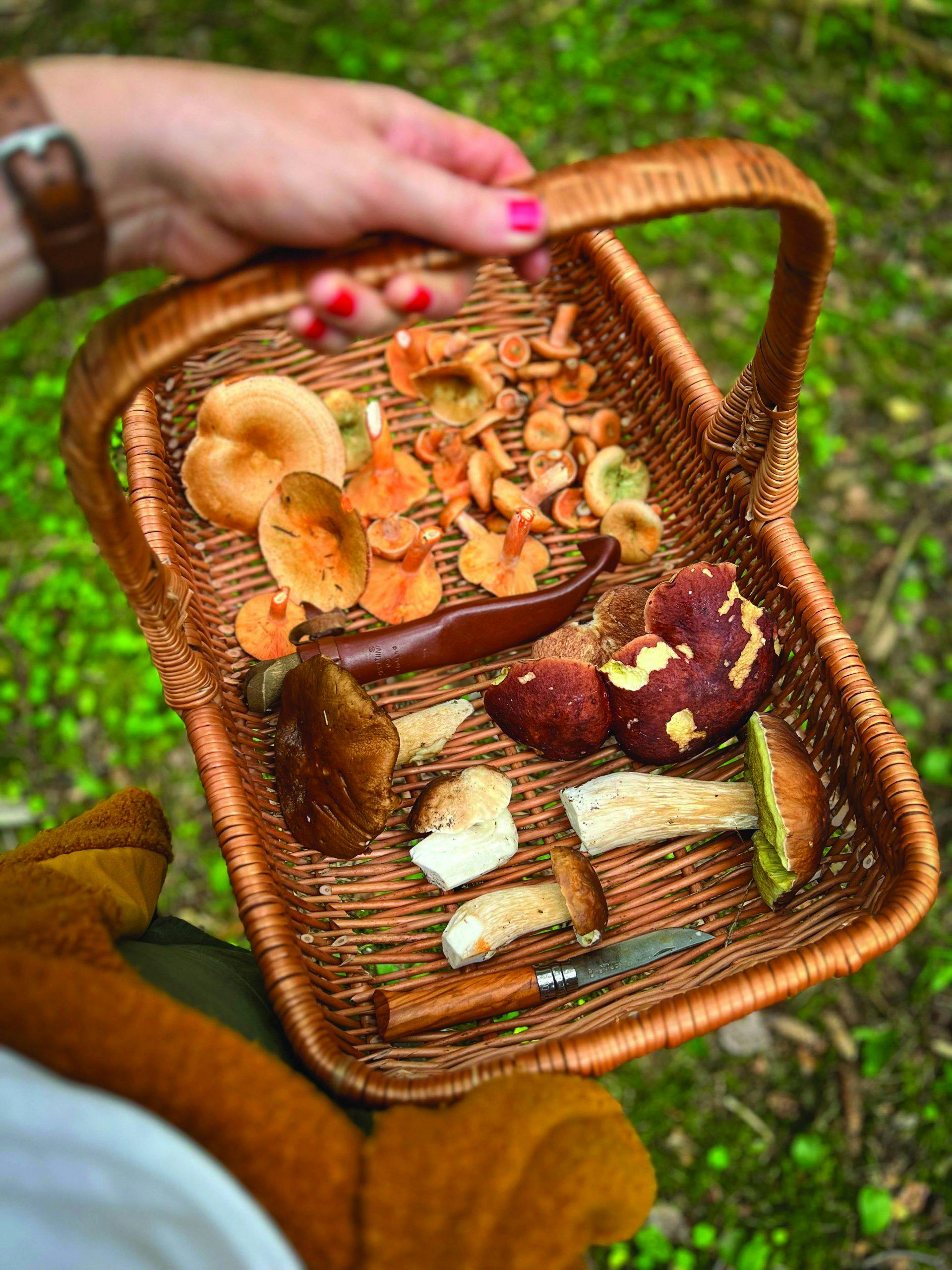 sopptur 2023 Vik EnWpgNl1jY